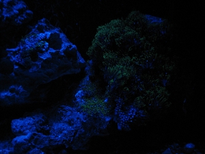Trying out custom moodlights