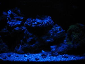 Trying out custom moodlights