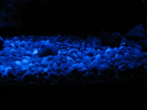 Trying out custom moodlights