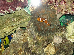 My clown enjoying itself