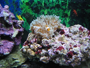 My clown enjoying itself
