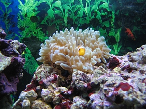 My clown enjoying itself