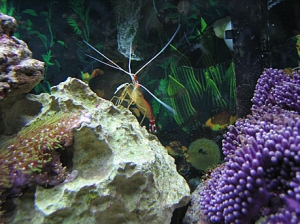Cleaning Shrimp