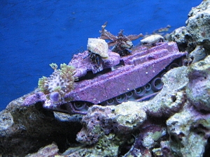 Attack of the hermit crabs!  I don't know what was on that tank, but they sure liked it...