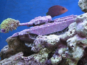 I went to buy a new goby and ended up with a TANK