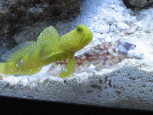 New goby and "old" shrimp