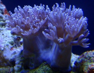 first coral