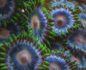 nice close up shot