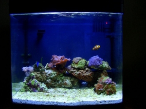 full tank shot