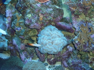 Bubble coral with Fire fish