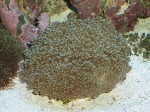 Euphilia- Frogspawn