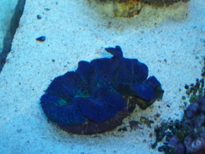 Crotia clam..