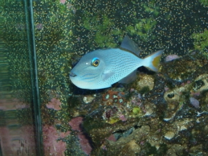 Fred ... Sargassum Trigger
