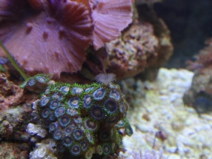 tube worm