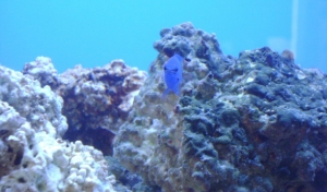 DSC00266