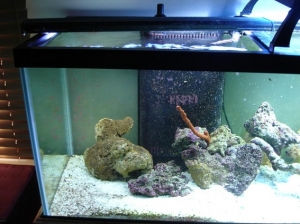 lighting 1
Coraline growth from 1 30 t5 lighing bar with one antic and one day light bulb.