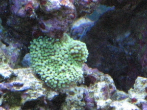 green ric