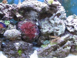 Tank other half