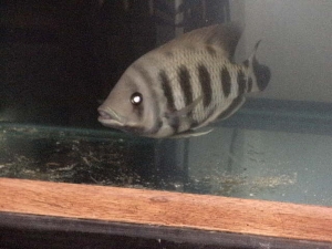 how is this rare fish so big and how long has his owner had'em