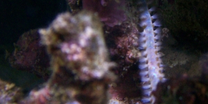 bristlesting 005