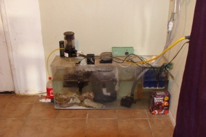 My sump setup B4 I moved my tank