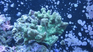 coral 001