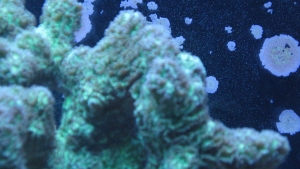 coral 002