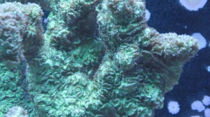coral 004