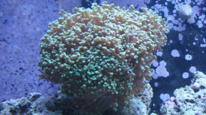 tank pics 2 010