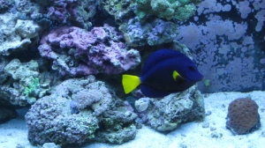 tank pics 2 013