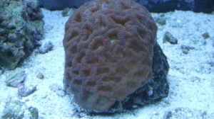 tank pics 2 004