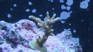 tank pics 2 006