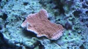 tank pics 2 009
