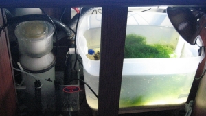 sump and refugium,asm g2,mag 12