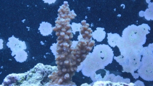 tank pics 2 007
