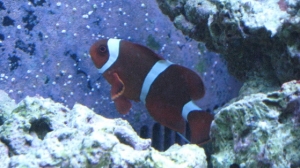 tank pics 2 011