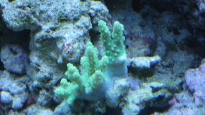 tank pics 2 008