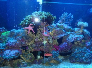 my tank.