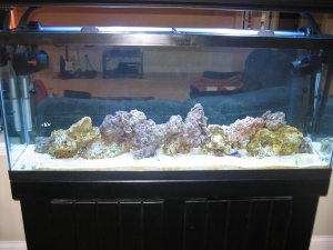 Added 15lbs of live rock today 4/4/09