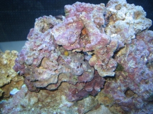 Is that a coral I see, Its nice getting a freebie when you buy rock! 

-Can someone identify it for me?