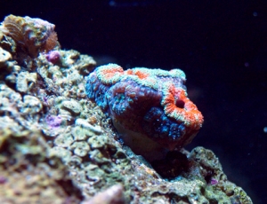 new Australian Acans