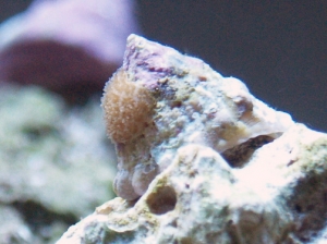 Porites on mah snail