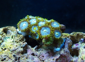 greenlip