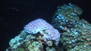 Polyp Colony and Pink Polyps