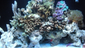 Corals a little closer