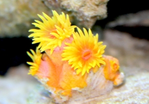 Sun Polyps Frag