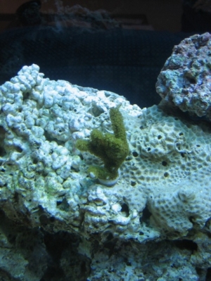 Green Montipora Digita (I think?)