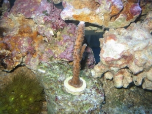 Acropora Staghorn (I think?)