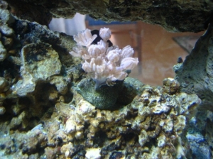 Pulsating Xenia