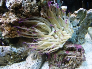 Pink Tip Anenome